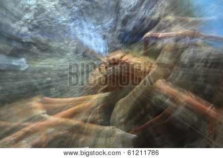 Crab