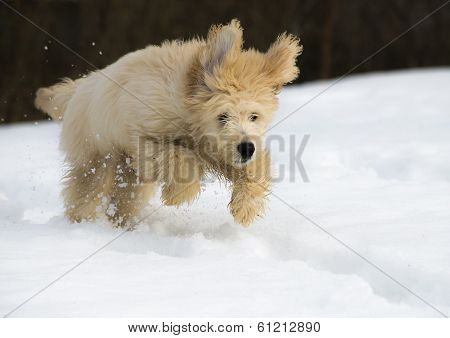 Puppy In The Snow