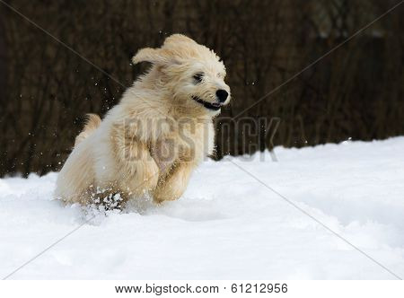 Puppy In The Snow