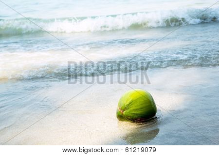 Coconut on tropical beach