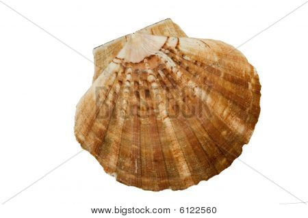 Scallop Shell on white Background