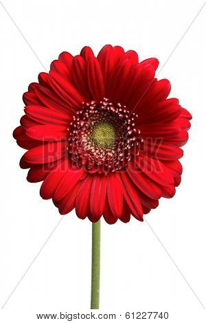 Red gerber daisy on white 