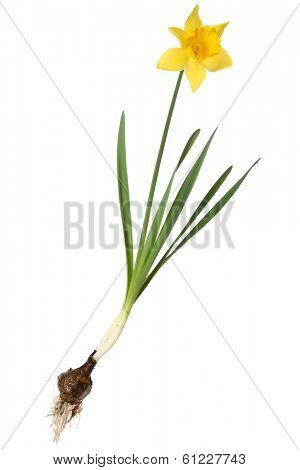 Daffodil with Bulb
