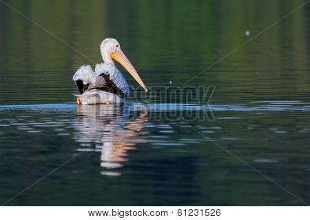 White Pelican (pelecanus Erythrorhynchos)
