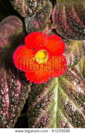Macro Red Episcia Flower