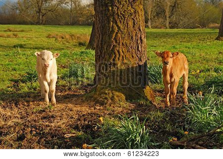 Piedmontese Cross