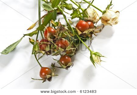 Los escaramujos y rosas blancas