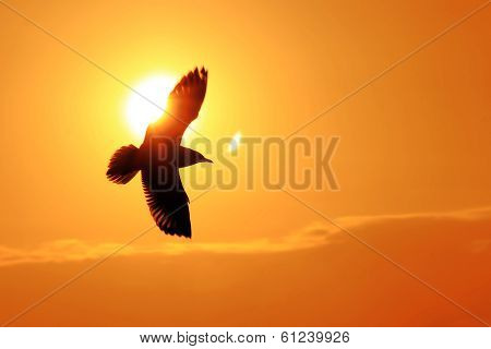 Seagull Flying Into The Sunset