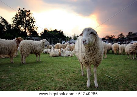Lamb