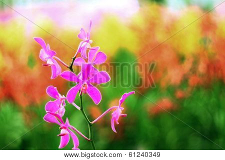 Orchid