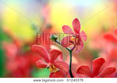Orchid