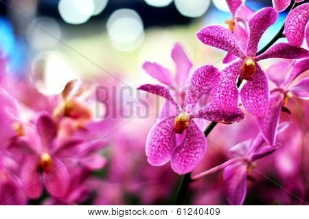 Orchid
