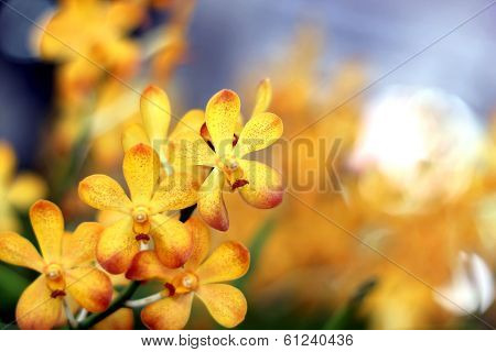 Orchid