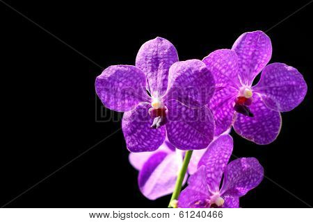 Orchid