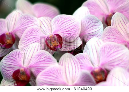 Orchid