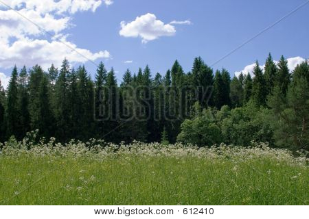 Solrige lysning
