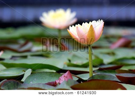 Lotus Flower
