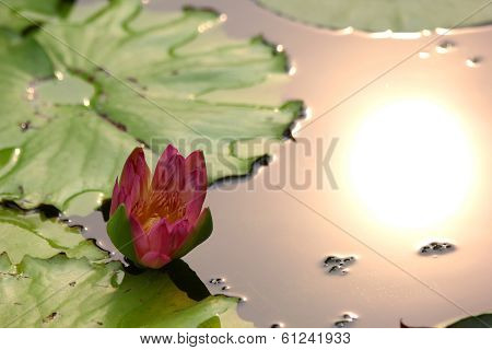 Lotus Flower