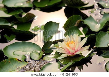 Lotus Flower