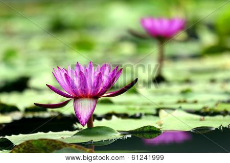 Purple Lotus Flower
