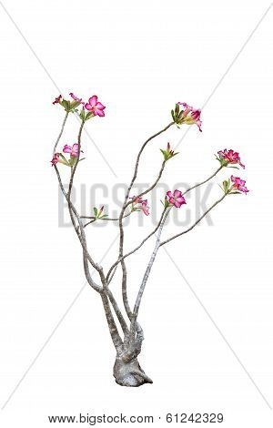 Isolated White Background Of Desert Rose; Impala Lily; Mock Azalea Tree Plant Use For Decorated In P