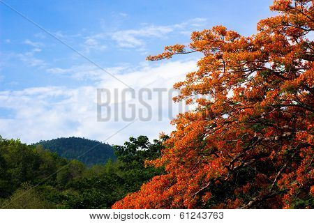 The Flame Trees