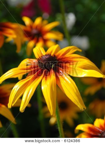 gul blomst