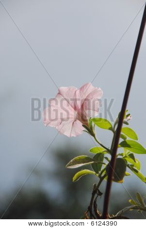 blomst