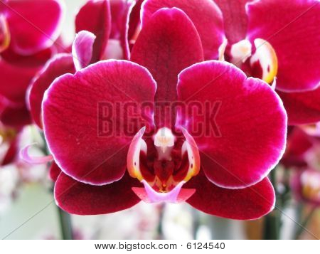 Orchidea rosa