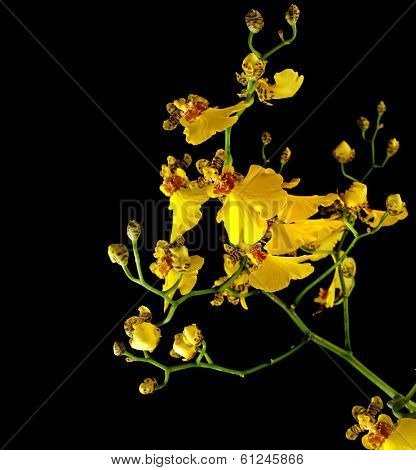 bright yellow Oncidium orchid plant in flowerpot; isolated on black background
