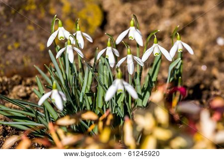 Snowdrop Bloom In Springtime