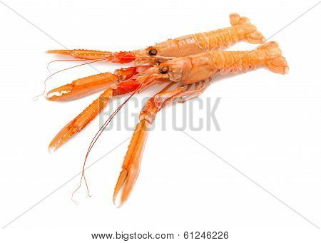 Scampi