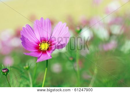 Beautiful Cosmos Flower
