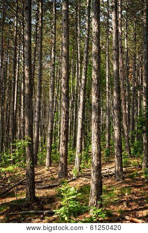 Pine Forest