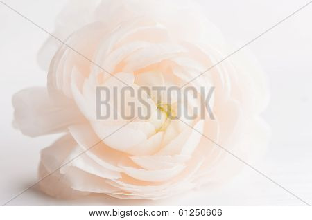 Spring Flower