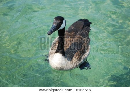 Barnacla Canadiense