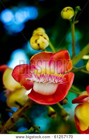 Shorea Robusta