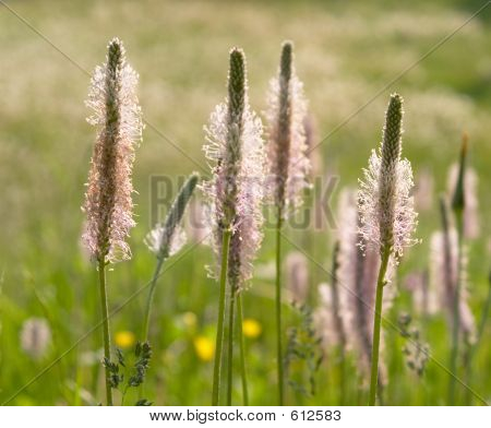 Fiori di primavera MPink