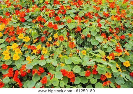 Nasturtium Flower Bed
