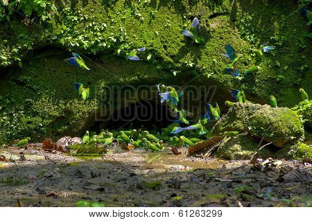 Parakeets in Yasuni Ecuador