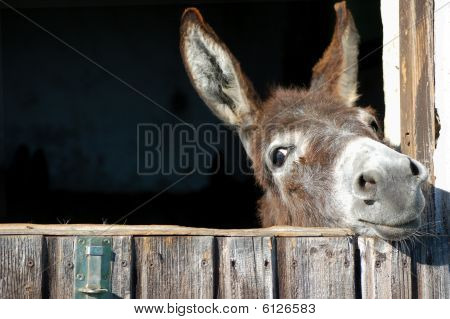 Cute Donkey