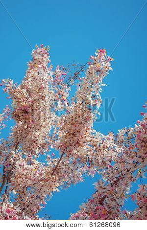 Cassia Grandis Flowers