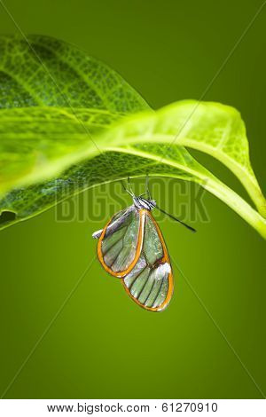 Glasswinged Butterfly