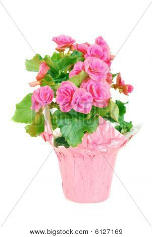 Rosa Begonie.