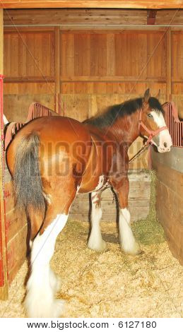 Red Horse In Stable.