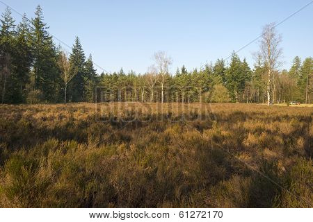 Field with heath in a pine forest