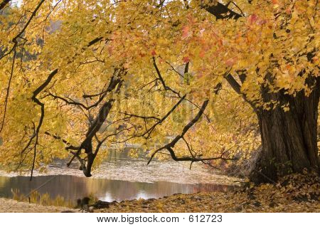 Riflessi di autunno