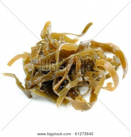 Laminaria (kelp) Seaweed Close-up Isolated On White Background