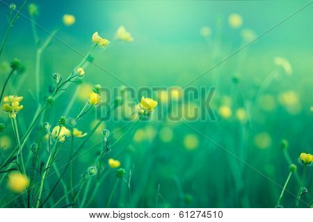 Little yellow flowers