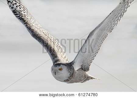 Snowy Owl (bubo Scandiacus)